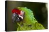 Military Macaw, Captive, S. America-Lynn M^ Stone-Stretched Canvas