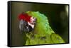 Military Macaw, Captive, S. America-Lynn M^ Stone-Framed Stretched Canvas