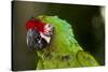 Military Macaw, Captive, S. America-Lynn M^ Stone-Stretched Canvas