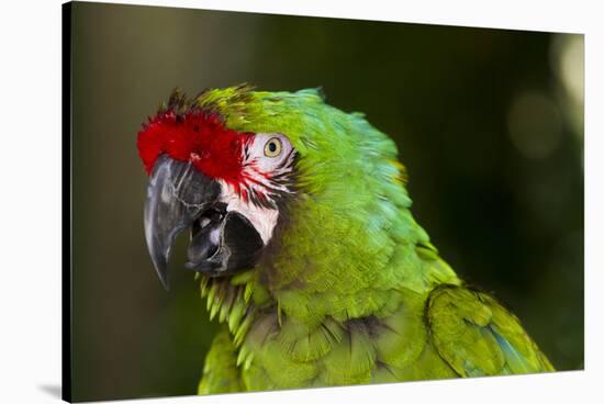 Military Macaw, Captive, S. America-Lynn M^ Stone-Stretched Canvas