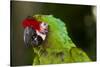 Military Macaw, Captive, S. America-Lynn M^ Stone-Stretched Canvas