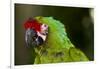 Military Macaw, Captive, S. America-Lynn M^ Stone-Framed Photographic Print
