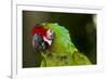 Military Macaw, Captive, S. America-Lynn M^ Stone-Framed Photographic Print