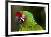 Military Macaw, Captive, S. America-Lynn M^ Stone-Framed Photographic Print