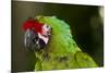 Military Macaw, Captive, S. America-Lynn M^ Stone-Mounted Photographic Print