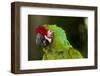 Military Macaw, Captive, S. America-Lynn M^ Stone-Framed Photographic Print