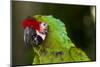 Military Macaw, Captive, S. America-Lynn M^ Stone-Mounted Photographic Print