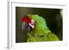 Military Macaw, Captive, S. America-Lynn M^ Stone-Framed Photographic Print