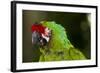 Military Macaw, Captive, S. America-Lynn M^ Stone-Framed Photographic Print