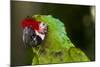 Military Macaw, Captive, S. America-Lynn M^ Stone-Mounted Photographic Print