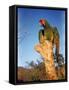 Military Macaw-Eliot Elisofon-Framed Stretched Canvas