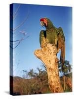 Military Macaw-Eliot Elisofon-Stretched Canvas