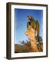 Military Macaw-Eliot Elisofon-Framed Photographic Print