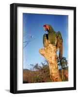 Military Macaw-Eliot Elisofon-Framed Photographic Print