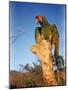 Military Macaw-Eliot Elisofon-Mounted Photographic Print
