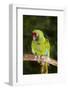 Military Macaw-Lynn M^ Stone-Framed Photographic Print