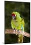 Military Macaw-Lynn M^ Stone-Mounted Photographic Print