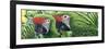 Military Macaws-Durwood Coffey-Framed Giclee Print