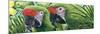 Military Macaws-Durwood Coffey-Mounted Giclee Print