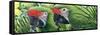 Military Macaws-Durwood Coffey-Framed Stretched Canvas