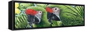 Military Macaws-Durwood Coffey-Framed Stretched Canvas