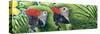 Military Macaws-Durwood Coffey-Stretched Canvas