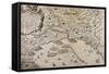 Military Map of the Siege of Genoa by the Austrian Troops During the War of the Austrian Succession-null-Framed Stretched Canvas