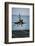 Military Plane Landing on Flight Deck-null-Framed Photographic Print