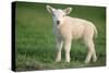 Milk Sheep Texel Lamb-null-Stretched Canvas