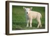 Milk Sheep Texel Lamb-null-Framed Photographic Print