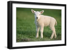 Milk Sheep Texel Lamb-null-Framed Photographic Print