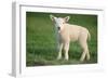 Milk Sheep Texel Lamb-null-Framed Photographic Print