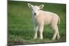 Milk Sheep Texel Lamb-null-Mounted Photographic Print