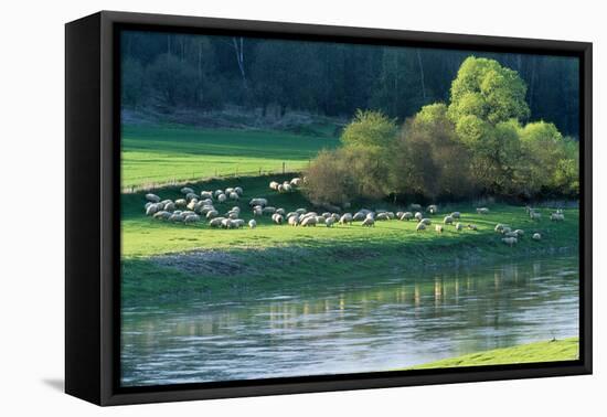 Milk Sheep View of Flock across River with Trees-null-Framed Stretched Canvas