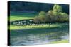 Milk Sheep View of Flock across River with Trees-null-Stretched Canvas