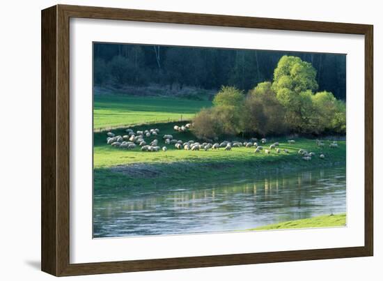 Milk Sheep View of Flock across River with Trees-null-Framed Photographic Print