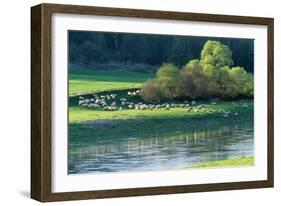 Milk Sheep View of Flock across River with Trees-null-Framed Photographic Print