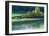 Milk Sheep View of Flock across River with Trees-null-Framed Photographic Print
