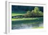 Milk Sheep View of Flock across River with Trees-null-Framed Photographic Print
