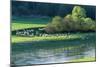 Milk Sheep View of Flock across River with Trees-null-Mounted Photographic Print