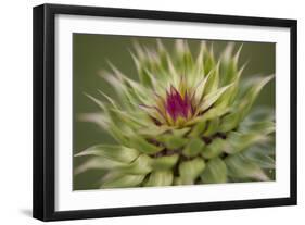Milk Thistle (Asteraceae Carduus), Kansas, USA-Michael Scheufler-Framed Premium Photographic Print