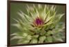 Milk Thistle (Asteraceae Carduus), Kansas, USA-Michael Scheufler-Framed Photographic Print