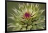 Milk Thistle (Asteraceae Carduus), Kansas, USA-Michael Scheufler-Framed Photographic Print