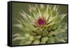 Milk Thistle (Asteraceae Carduus), Kansas, USA-Michael Scheufler-Framed Stretched Canvas