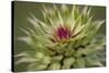 Milk Thistle (Asteraceae Carduus), Kansas, USA-Michael Scheufler-Stretched Canvas