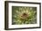 Milk Thistle (Asteraceae Carduus), Kansas, USA-Michael Scheufler-Framed Photographic Print