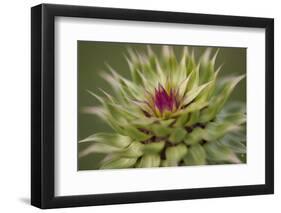 Milk Thistle (Asteraceae Carduus), Kansas, USA-Michael Scheufler-Framed Photographic Print