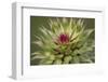 Milk Thistle (Asteraceae Carduus), Kansas, USA-Michael Scheufler-Framed Photographic Print