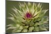 Milk Thistle (Asteraceae Carduus), Kansas, USA-Michael Scheufler-Mounted Photographic Print