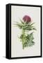 Milk Thistle (Chromolitho)-Frederick Edward Hulme-Framed Stretched Canvas